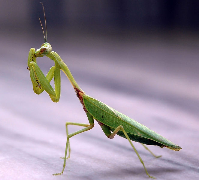 mantis